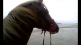 beach galloping swimming horse