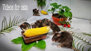 Cat TV mause Jerry helo fun and squabble | videos for cats, Rats eat corn