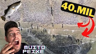 Imagine vc pescar 40 000  Peixes de uma vez só !!!! Isso aconteceu em Santa Catarina