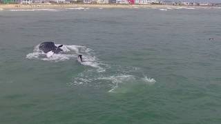 Feeding Whale • Kure Beach