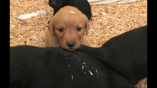 Puppy playtime -  4 week old goldadors