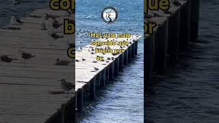 Muelle en el Lago Buenos Aires #youtubeshorts  #lugares #turismo