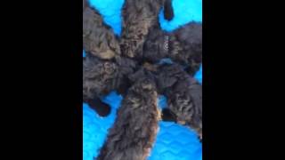 standard poodle puppies - san antonio