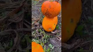 #pumpkinpatch #halloween #beta #shorts #trending #viral #satisfying #orange