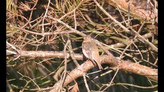 Common Rosefinch on Rathlin Island