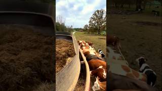 Peaceful Farm Life: Cows Enjoying a Calm Feeding Session #shorts #youtubeshorts #cow