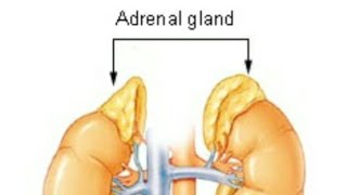 Adrenal Gland Short Video for all nursing competitive exams #shorts