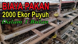 Biaya Pakan Puyuh 2000 Ekor Dalam 1 Bulan