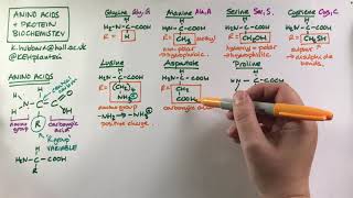 Amino acids, R groups and Protein Biochemistry