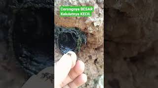 Ternyata ada jenis kelulut yang memiliki corong sebesar ini #kelulut #klanceng #stinglessbee