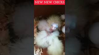 Third Clutch Yields Three Cockatiel Chicks | @aanch |