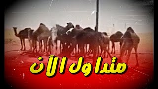 🔴يحدث الآن| رجل يدعى حمزة سليماني يحفر بئرا للإبل الظمأى في الجزائر