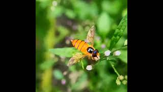 Wonder how hoverflies hover? Read description #hover #fly #flower #nature #shorts #science