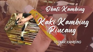 CARA MENGOBATI KAKI KAMBING PINCANG SECARA TELITI || Ternak kambing