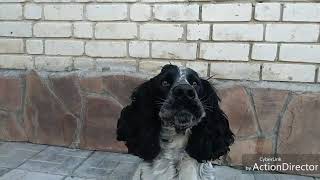 Русский охотничий спаниель Бим, 2 года | Russian Hunting Spaniel Bim, 2 years