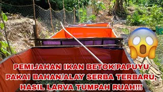 TEHNIK PEMIJAHAN PAKAI BAHAN DAN ALAT SERBA TERBARU, HASIL LARVA PASTI BERLIMPAH!!!