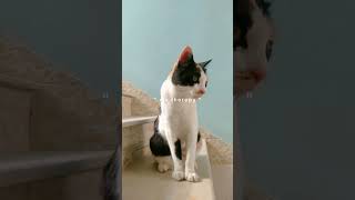 They are love 💕❤️#shortvideo #shortsfeed #shortsviral #shorts #catslover #catshorts #catsofyoutube