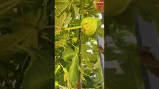 Awesome techniques to grow fresh in harsh environments#organic #greenhouse #fruit #fresh #uae #dubai