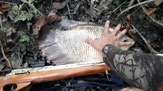 PASER IKAN !! IKAN GURAME RIAU