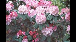 Rhododendron Garden Tacoma