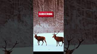 বরফের দেশে হরিণের বিচরণ | deer walking snow way . #funny #deerfight #deer