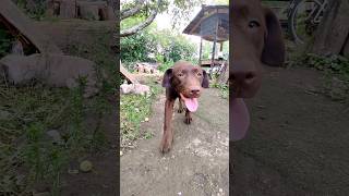 Лабрадоры, дочка за мамой. Labradors, daughter behind mother.#shorts