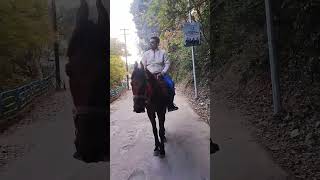 15 December 2022 Horse riding ....#shorts #viral #youtubeshorts