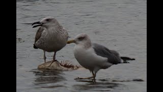 Möwen laben sich an diesem Teich. Dies macht nachdenklich.🤔 _ Vogelbeobachtung