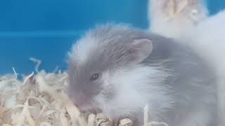 Cutest Hamster Snack Time - First Bite Ever