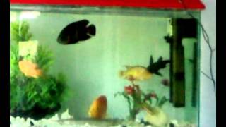 Community fish tank1(1)