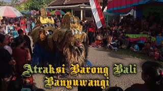 Atraksi Barong vs kucingan Banyuwangi