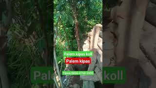 jual pohon palem kipas koll palem koll  TLP wa 085647605995