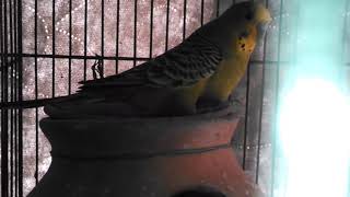 Adeeba birds farm & pets