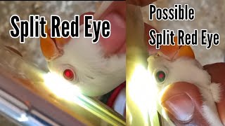 How to Check Red Eye Split | Red Eye Ka Split Kaise Check Karein Must Watch