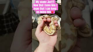 #Snake #LovingSnakes #SuperBananaSpotNoseitchy BallPython ￼#TakeCareOfYourSnake ￼