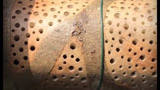 Monster 'Tree Trunk' Bug Hotel / Habitat For Leaf-Cutter Bees & Insects - 4K