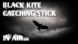 Amazing black kite catching stick on water | chil training 💥💯