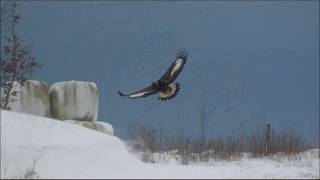 Kungsörn/Golden Eagle, (Aquila chrysaetos).