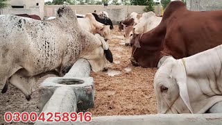 عزیز کیٹل فارم اینڈ پلائی سینٹر حاصل پور Aziz Cattle Farm and Palai Center Hashilpur