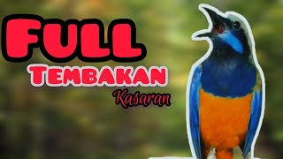 FULL TEMBAKAN KASARAN cungkok ori 100%