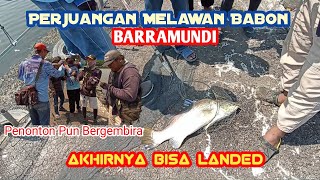 BABON BARRAMUNDI/KAKAP PUTIH || Tambak Sedari Karawang