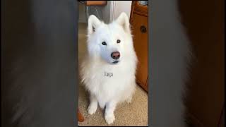 Muito lindo este cachorrinho #shortvideos #dog #pets