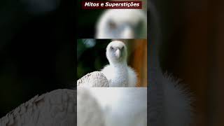 Urubus / Abutres: Mitos e Superstições!