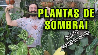 PLANTAS de SOMBRA  para você  DECORAR seu APARTAMENTO sem medo