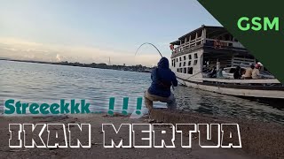 Heboh se Pelabuhan, Mancing Baronang malah Streek "IKAN MERTUA"