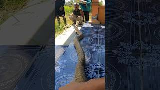 Ngeri⚠️king cobra besar berhasil di evakuasi‼️ #kingcobra #fypシ #snake #ularcobra #ular #cobra