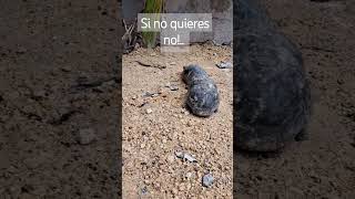 Si no quieres no!.. #corridos #corridostumbados #regionalmexicano #viralvideo #humor #viralvideo