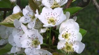 Pear Blossoms