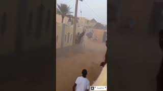 سباق حياة او موت ههههههه...Ford5754