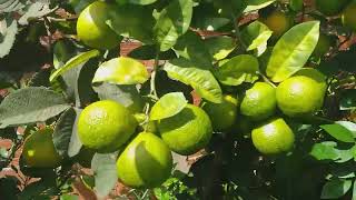 MEU QUINTAL  EP 2  MEXIRICA ACEROLA LARANJA LIMÃO